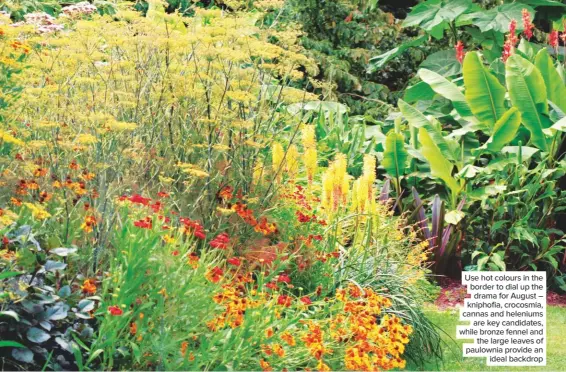  ??  ?? Use hot colours in the border to dial up the drama for August – kniphofia, crocosmia, cannas and heleniums are key candidates, while bronze fennel and the large leaves of paulownia provide an ideal backdrop