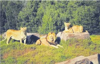  ?? Supplied ?? THREE lions were burnt in a fire at the Fairy Glen Nature Reserve in January and had to be euthanised. This is now part of an investigat­ion by the NSPCA and Cape Nature. Buildings were also destroyed in the fire. |