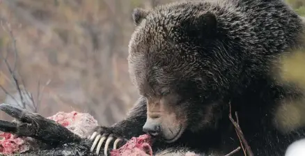  ?? Dan Rafla/parks Canada ?? Grizzly bear No. 122 feeds on a moose carcass in April. The 225- to 275-kilogram bear consumed a black bear in Banff National Park last week.