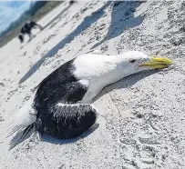  ?? PHOTO: BIRD RESCUE DUNEDIN ?? A severely injured and dying blackbacke­d gull which was found surrounded by vehicle tyre tracks on Waldronvil­le beach at the weekend and had to be euthanised.