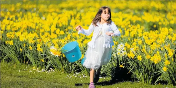  ?? Photo / File ?? Flower picking at Taniwha Daffodils in Central Hawke’s Bay last year.
