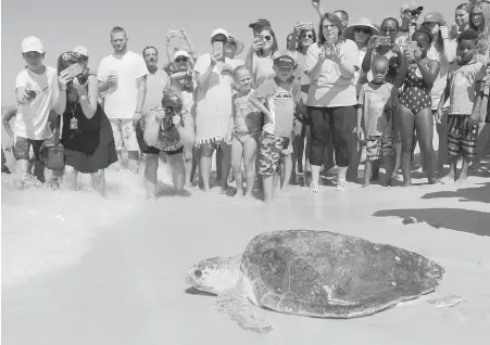  ??  ?? A loggerhead sea turtle is released back into the gulf after being treated for pneumonia at Gulf World Marine Institute in Inlet Beach, Florida, in July last year.