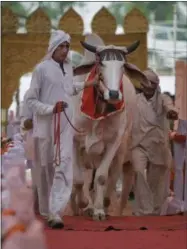  ?? PHOTOS BY ALTAF QADRI — THE ASSOCIATED PRESS ?? An Indian man leads a bull on a ramp during a bovine beauty pageant in Rohtak, India on Saturday. Hundreds of cows and bulls walked the ramp in the bovine beauty pageant aimed at promoting domestic cattle breeds and raising awareness about animal health.