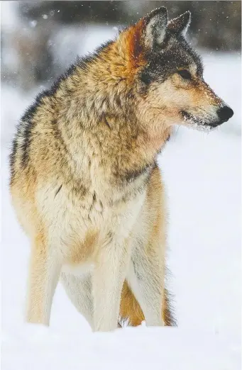  ?? DEBY DIXON/FOR THE WASHINGTON POST ?? Wolf numbers in Yellowston­e National Park have fluctuated over the past 25 years since they were reintroduc­ed to the park from Alberta — from a high of 200 to a low of 60.
