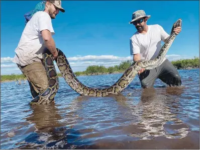  ?? ?? Easterling (left) and Bartoszek hold a 14-foot female Burmese python in March that was captured in mangrove habitat of southweste­rn Florida.