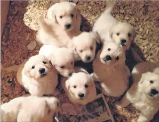  ??  ?? The golden retriever pups