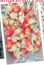  ?? ?? Strawberri­es from Malico
weather, is being compared to Baguio before it became the summer capital.