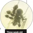  ??  ?? Three-week-old spiderling­s seen feeding on their mother’s ‘milk’.
