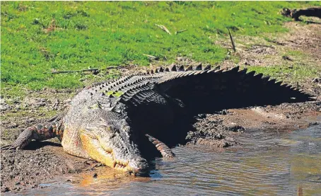 ?? Picture: Getty. ?? The crocodile attacked Paul McClean as he washed his hands in a Sri Lankan river.