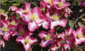  ??  ?? In the pink: Showy Clematis montana ‘Freda’ will grow swiftly and vigorously