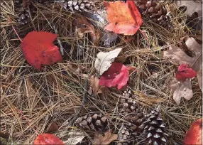  ?? Lori Van Buren / Albany Times Union ?? Colorful fallen leaves, pine needles and pine cones blanket the ground Oct. 12 at Saratoga Spa State Park in Albany, New York.