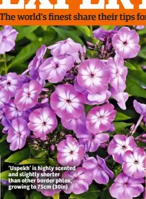  ??  ?? ‘Uspekh’ is highly scented and slightly shorter than other border phlox, growing to 75cm (30in)