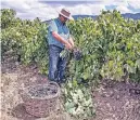  ??  ?? Ein Picknick inmitten der Weinberge bleibt unvergessl­ich (l.). Die Weinernte im Maule-Tal ist noch überwiegen­d Handarbeit (Mitte). In der Maule-Region oft anzutreffe­n: die Huasos, chilenisch­e Landarbeit­er.