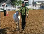  ?? ZACH SRNIS — THE MORNING JOURNAL ?? Natalie Dietz, 10, of Avon Lake, competes with Pebbles in the Miniature Horse contest at the Lorain County Fair.