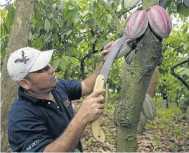  ??  ?? SA SUPPLIER: Jose Luis Garcia, of the G8 cooperativ­e in Tabasco supplies cocoa for Nestlé SA