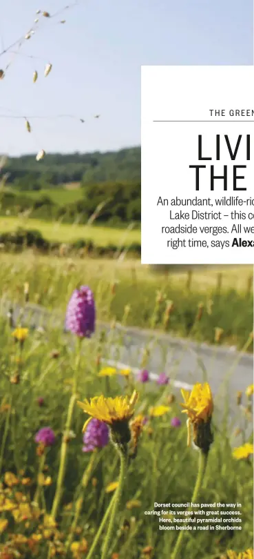  ??  ?? Dorset council has paved the way in caring for its verges with great success. Here, beautiful pyramidal orchids bloom beside a road in Sherborne