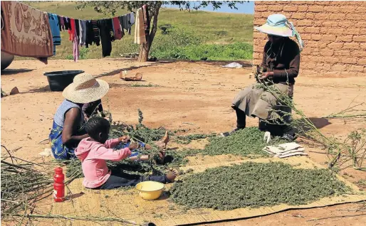  ??  ?? GREEN ECONOMY: A family processing cannabis plants near Port St Johns