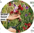  ?? ?? SCENT Sweet peas