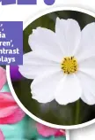  ??  ?? Cosmos ‘Purity’, right, and dahlia ‘Bishop’s Children’, below, lend contrast to summer displays