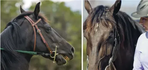  ??  ?? LEFT: If your sound, healthy horse is acting up on the trail, work through any training issues. Look for a moment when your horse is obeying and calm before turning for home. RIGHT: In good terrain, there’s nothing wrong with leading your horse through...