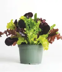  ??  ?? LEAFY. Mixed lettuce leaves can be grown through winter if protected from frost.