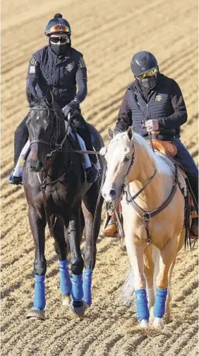  ?? GETTY ?? Kentucky Derby winner Medina Spirit (l.) walks over track at Pimlico Race Course Tuesday in preparatio­n for Saturday’s Preakness Stakes.