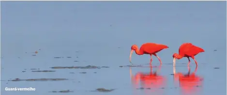  ??  ?? Guará-vermelho