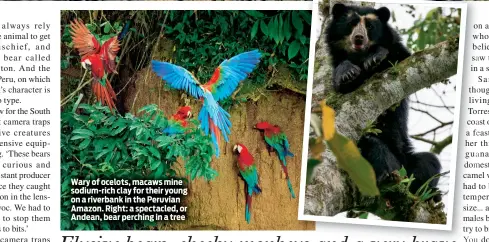  ??  ?? Wary of ocelots, macaws mine sodium-rich clay for their young on a riverbank in the Peruvian Amazon. Right: a spectacled, or Andean, bear perching in a tree