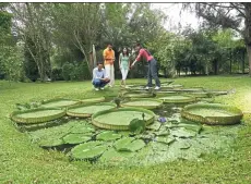  ??  ?? Be sure to visit the Sabah agricultur­e Park when you’re in tenom. the venue holds plenty of marvelous flora.