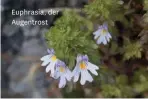  ??  ?? Euphrasia, der Augentrost