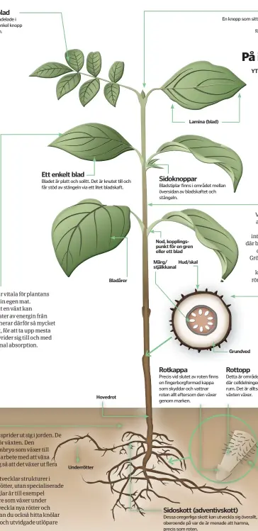  ??  ?? Nod, kopplingsp­unkt för en gren eller ett blad Märg/ stjälkkana­l Hud/skal Bladårer Rottrådar Dessa trådar på roten har ett stort ytområde, så att de kan suga upp vatten och mineraler (speciellt kväve och svavel) ännu mer effektivt. Det sker antingen...