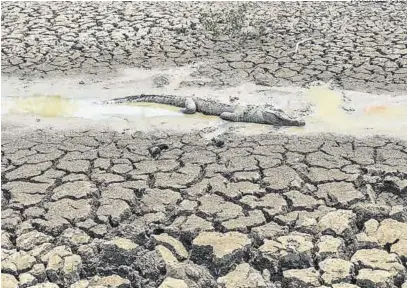  ?? ROGERIO FLORENTIO ?? Imagen de un pantanal brasileño, que se encuentra gravemente afectado por la sequía.