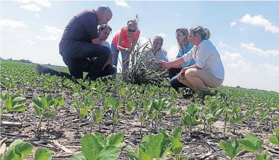  ?? (LA VOZ) ?? Sorgo de Alepo. Es la maleza más extendida en el centro-norte de Córdoba: está presente en el 55 por ciento de los lotes.