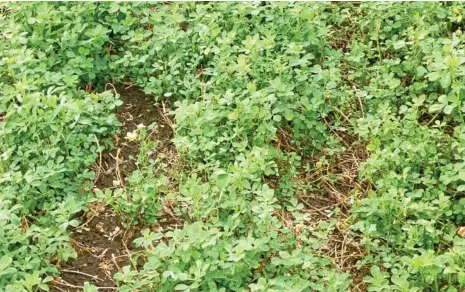 ?? PHOTO: CONTRIBUTE­D ?? ALLELOPATH­IC EFFECT: A weed free lucerne crop growing on the Darling Downs.