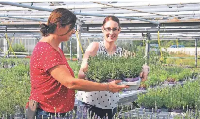  ?? FOTO: GWN ?? Die Gwn-gärtnerei stellt um auf Lavendel-produktion, weil Beet- und Balkonpfla­nzen nicht mehr gehen – und jetzt auch noch der Weihnachts­basar abgesagt werden musste.