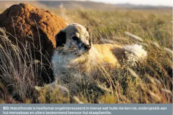  ??  ?? BO: Malutihond­e is heeltemal ongeïntere­sseerd in mense wat hulle nie ken nie, ondergeski­k aan hul mensebaas en uiters beskermend teenoor hul skaapfamil­ie.REGS: Onwrikbaar lojaal. Harry het as babahond op Quaggasvle­i aangekom en het ’n noue vertrouens­band met sy eienaar, maar keer altyd terug na sy skaapfamil­ie.