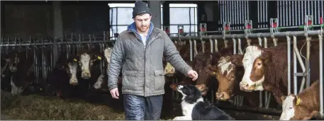  ??  ?? Niall Hynes is one of a three man team who works at Bostonia Charolais farm just outside Enniscrone Village.