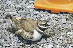  ?? PHOTOS BY PAM OWEN ?? A killdeer parent with one egg showing.