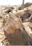  ??  ?? Nibbles Tree stumps by the Allan Water