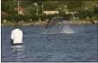  ?? DR. FÁBIO G. DAURAJORGE — UNIVERSIDA­DE FEDERAL DE SANTA CATARINA VIA AP ?? A dolphin jumps in front of fishermen at Praia da Tesoura, in Laguna, Brazil, in 2008.