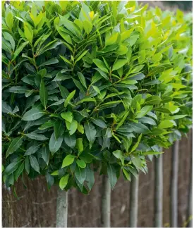  ??  ?? Het blad van de laurierboo­m kun je leiden en in veel vormen snoeien.