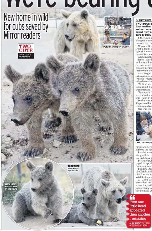  ??  ?? NEW LIFE Playful bear in enclosure Coco, Luca &amp; mum Dasha TOGETHER Mum keeps eye on cub PLIGHT We report cruelty OUT Dasha slumps on floor after release