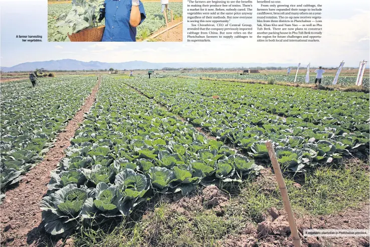  ??  ?? A vegetable plantation in Phetchabun province.