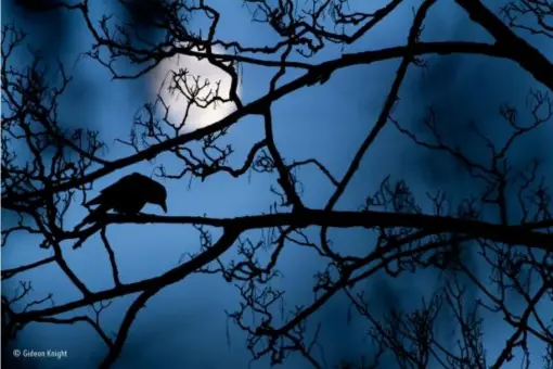  ??  ?? The moon and the crow, Gideon Knight, UK