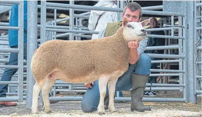  ??  ?? Above: The overall sheep champion was a Texel ewe from Olivia Bowman shown by her uncle Elliot. Below left: Supreme overall champion the Captain, from the MacGillivr­ay family at Benderloch. Below right: The Blackface champion from Sandy and Tommy Paterson of Auchloy, Crieff.