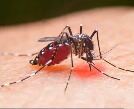  ?? SHUTTERSTO­CK ?? Durante las primeras 10 semanas del año, el Ministerio de Salud registró 6.013 casos de dengue en Costa Rica; en ese mismo periodo del 2023, fueron 537.