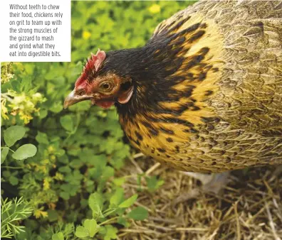  ??  ?? Without teeth to chew their food, chickens rely on grit to team up with the strong muscles of the gizzard to mash and grind what they eat into digestible bits.