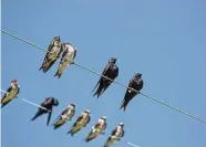  ?? Kathy Adams Clark/KAC Production­s ?? Purple martins are gathering in huge numbers for their autumn migration to South America.