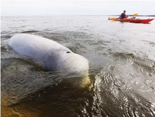  ?? JOHN WOODS/THE CANADIAN PRESS ?? A beluga whale surfaces for air as a whale watcher kayaks in the chilly waters of Hudson Bay outside the city of Churchill in northern Manitoba, where whale-watching is big business.