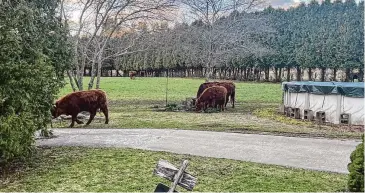  ?? Courtesy photo/Victoria Robinson-Lewis ?? Loose cattle in Sterling on March 30. State Rep. Doug Dubitsky, R-Chaplin, is among lawmakers working on a bill that emerged from chronic complaints in Sterling and Canterbury about Ryan and Alycia Salvas and Radical Roots Farm, where residents contend the farm’s livestock has caused tens of thousands of dollars in damage.